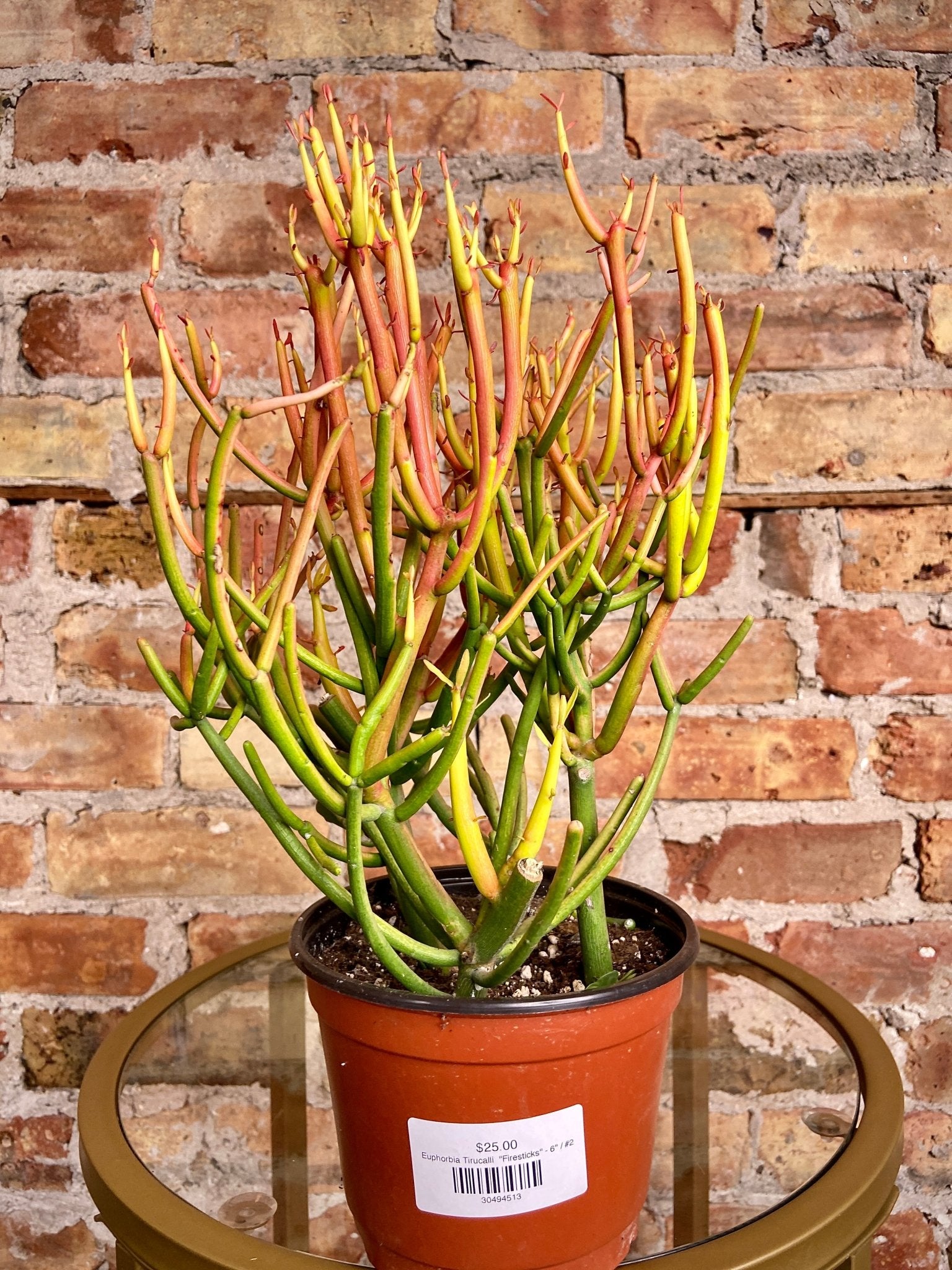 Euphorbia Tirucalli "Firesticks" - 6" - The Succulent City