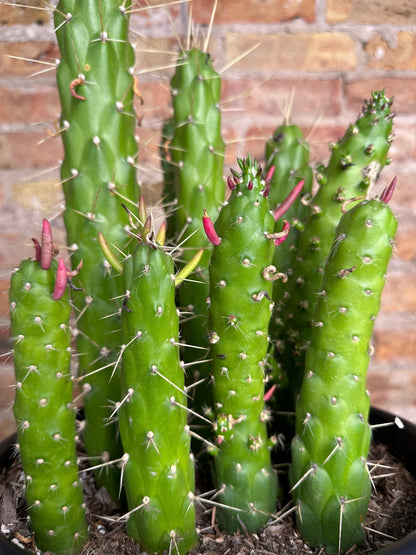 Eve's Needle Cactus - 10" Pot - The Succulent City
