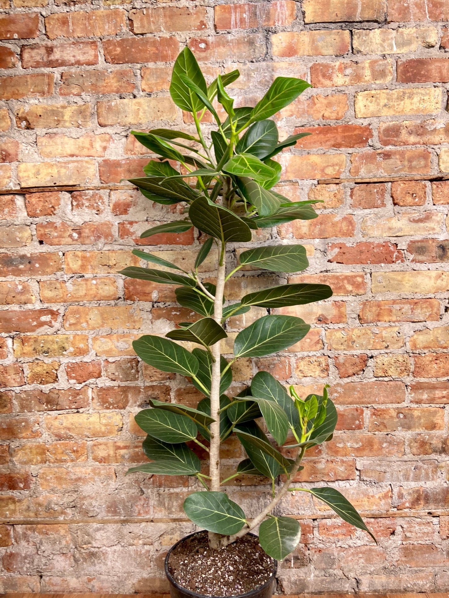 Ficus "Audrey" (Tree) - 10" Pot - The Succulent City