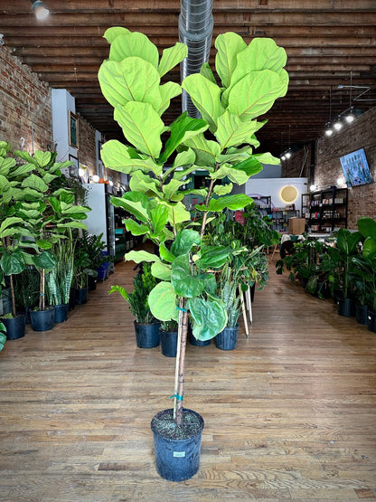 Fiddle Leaf Fig (Tree) - 7FT Tall - The Succulent City