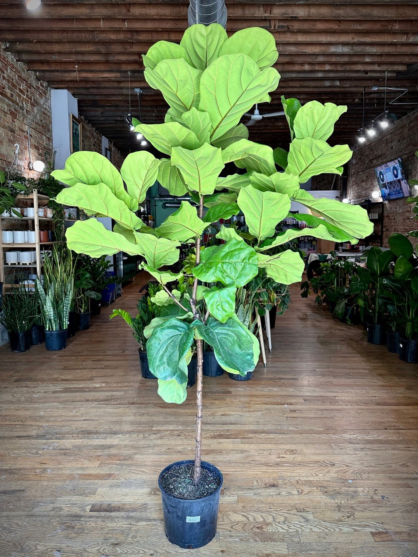 Fiddle Leaf Fig (Tree) - 7FT Tall - The Succulent City