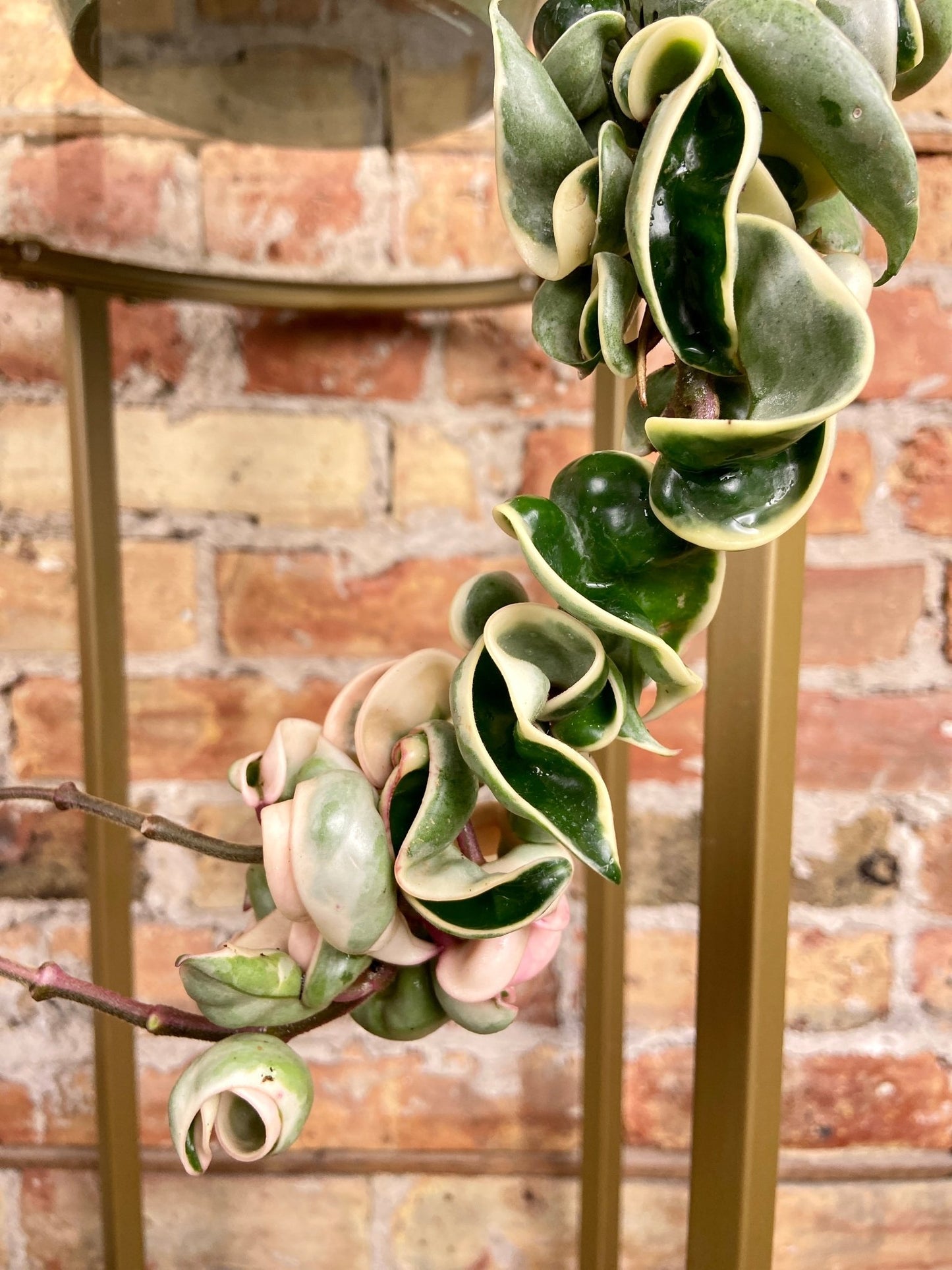 Hoya Compacta "Rope" Variegated - 8" - The Succulent City