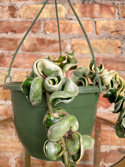 Hoya Compacta "Rope" Variegated - 8" - The Succulent City