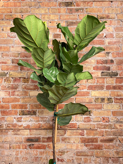 Fiddle Leaf Fig (Tree) -10" Pot