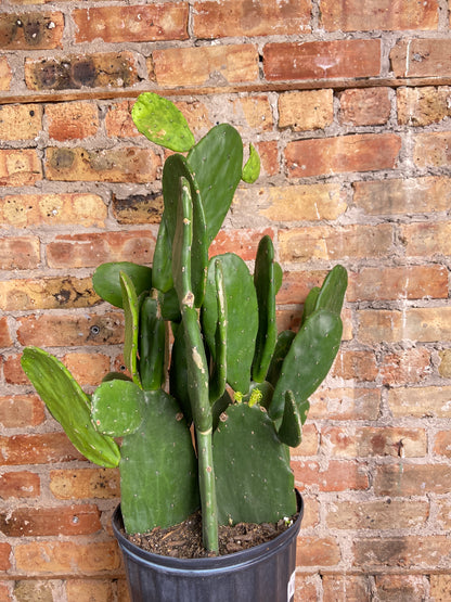Prickly Pear Cactus (Spineless) - 10" Pot