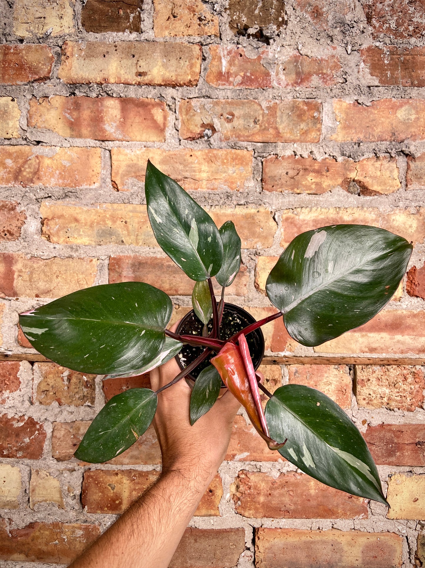 Philodendron "Pink Princess" - 4.5"