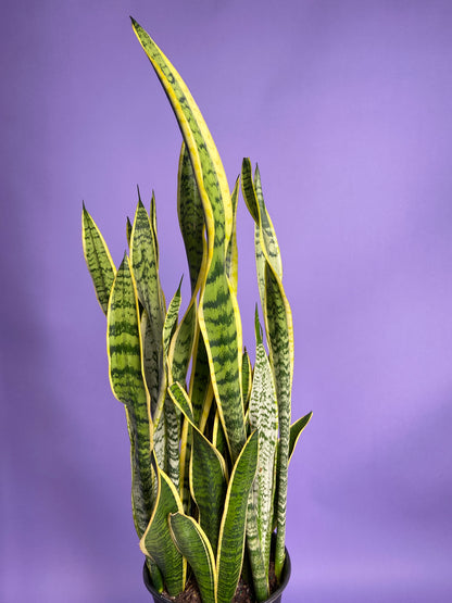 Sansevieria Laurentii (Snake Plant) - 10" Pot