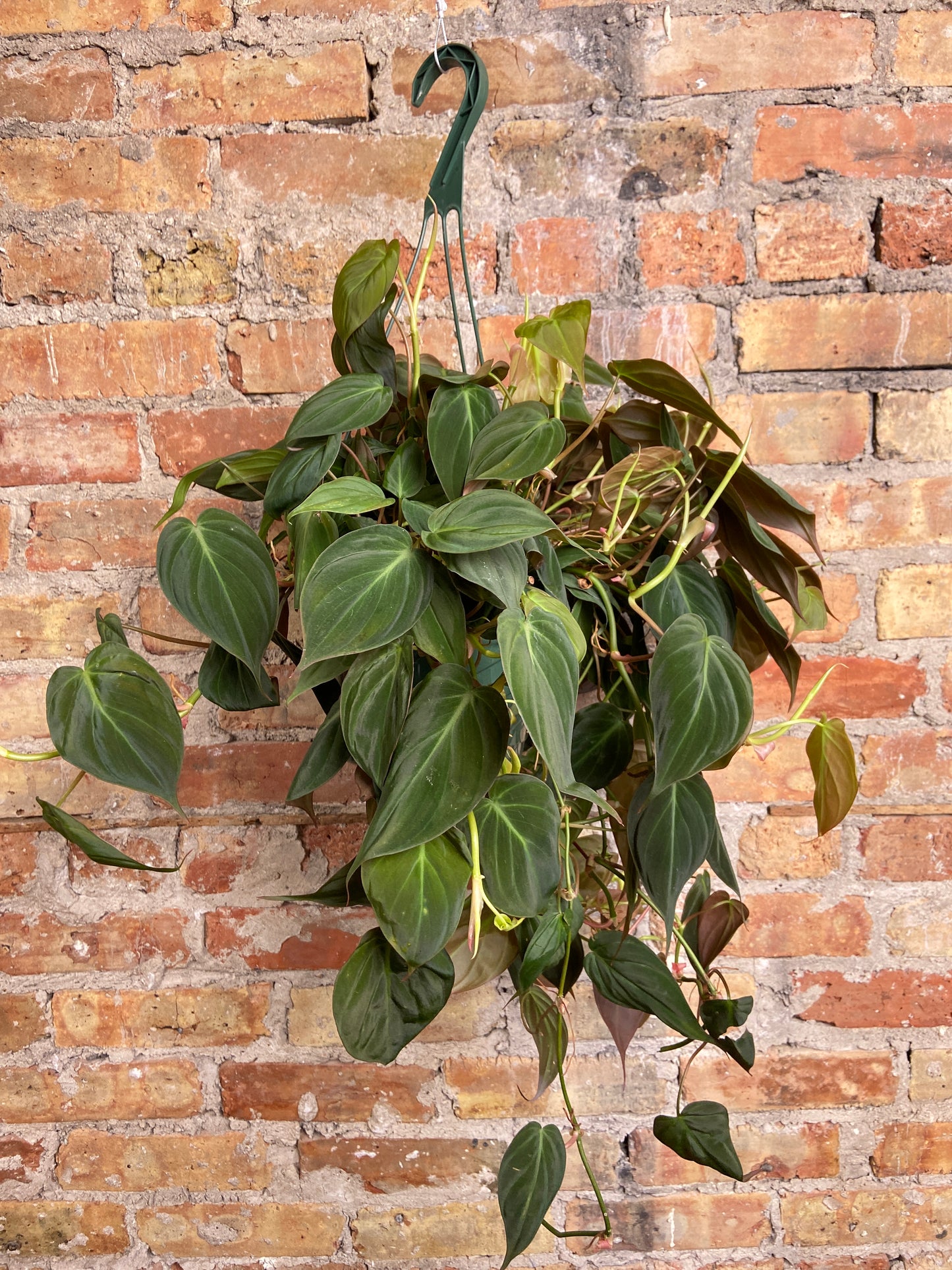 Philodendron Micans (Hanging) - 8"