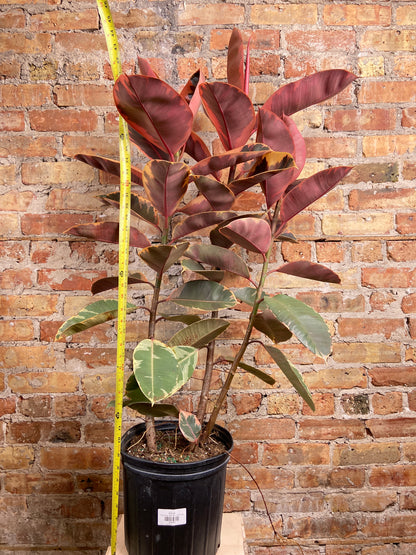 Ficus "Ruby" (Tree) - 10" Pot