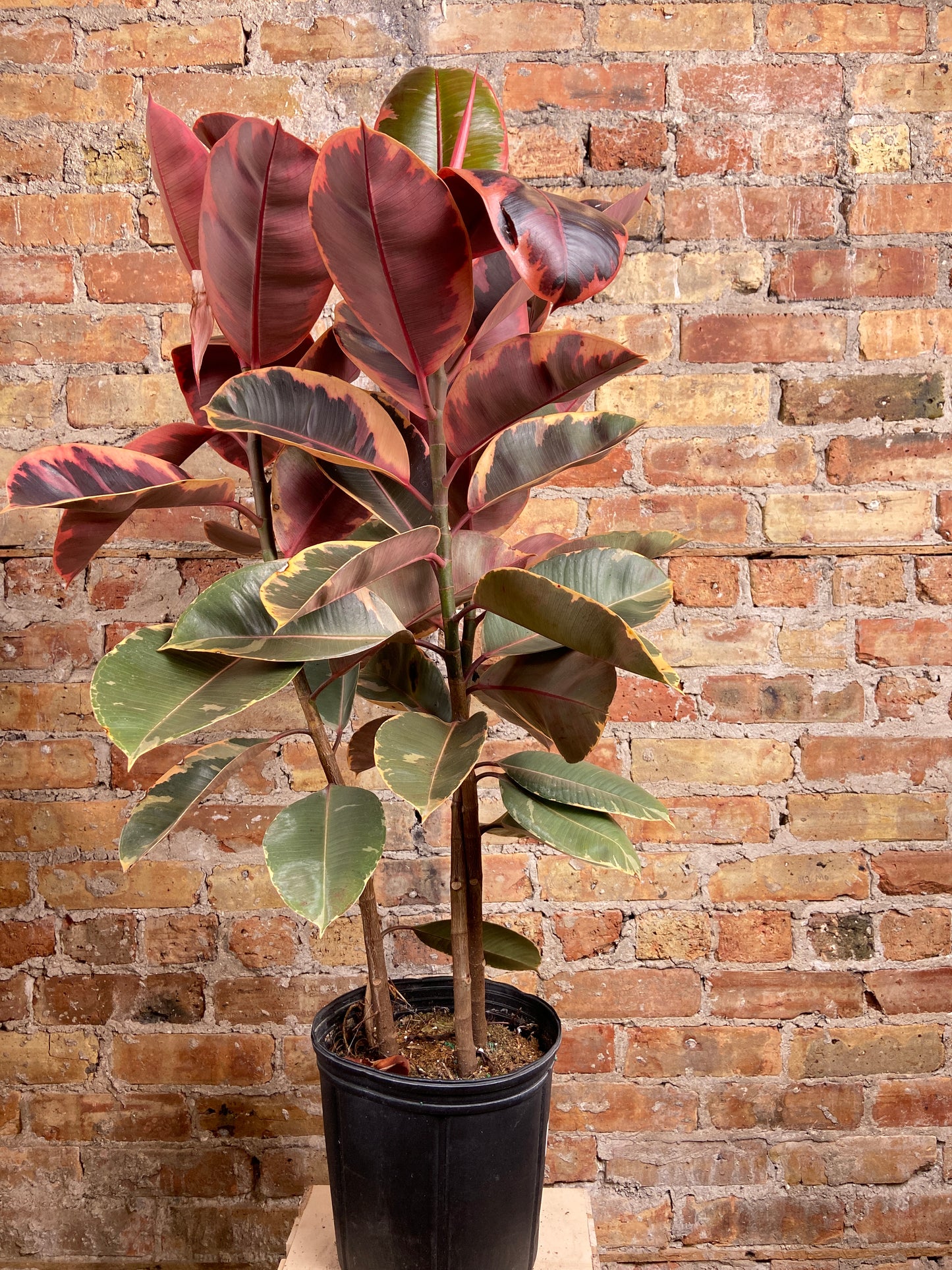 Ficus "Ruby" (Tree) - 10" Pot