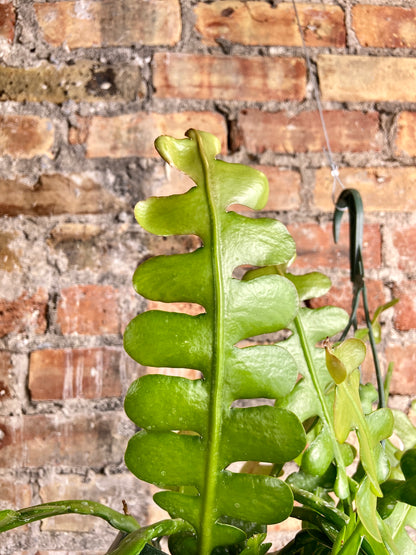 Fishbone Cactus (Anguliger) - 8"