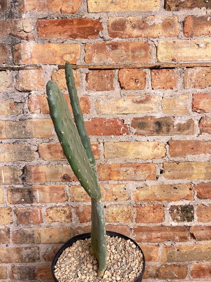 Opuntia Humifusa 30" Tall - 10" Pot