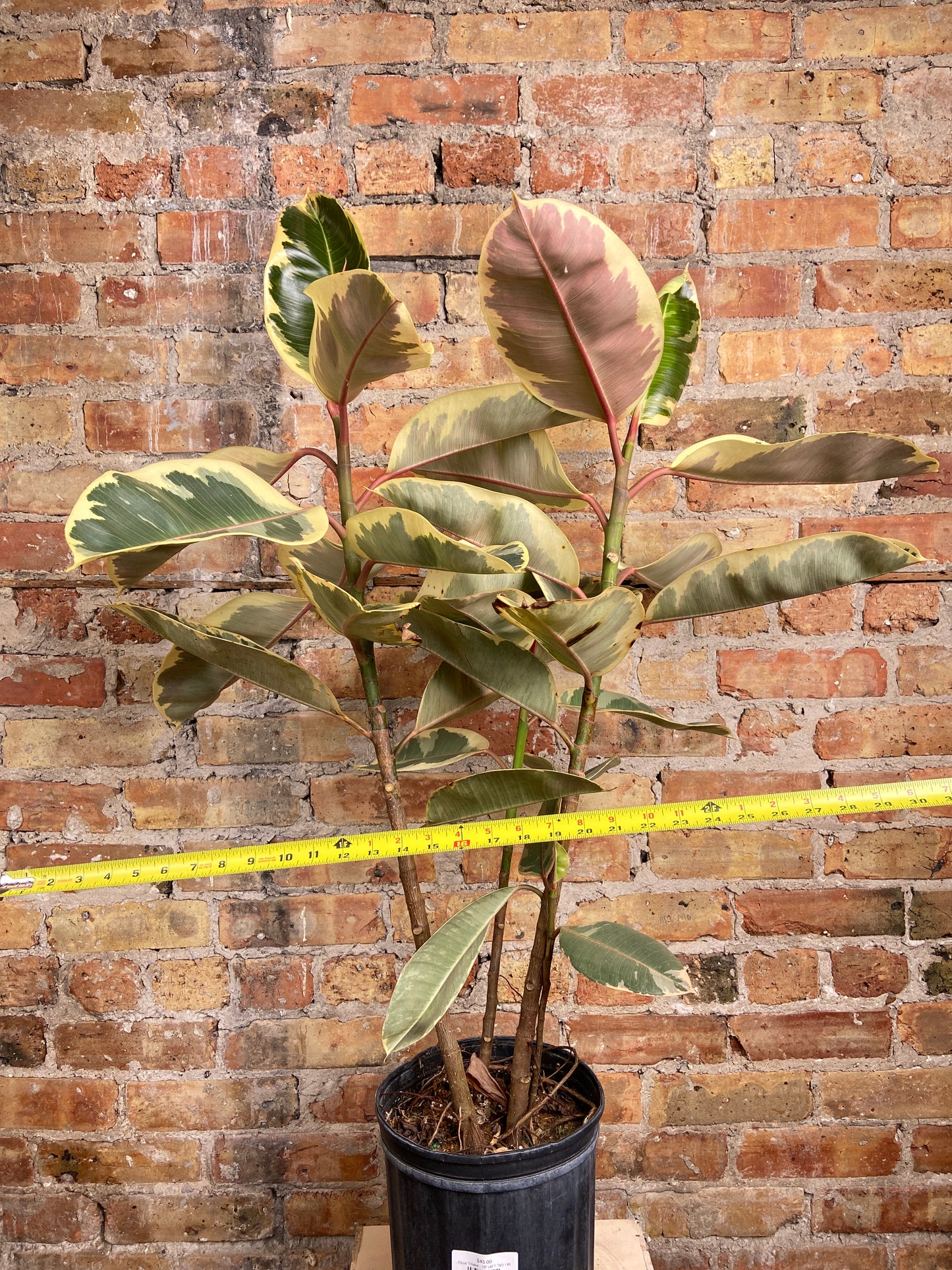 Ficus Tineke - 10" (2.5FT Tall)