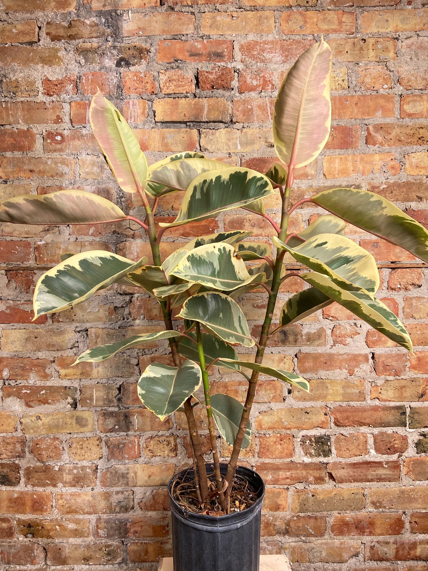 Ficus Tineke - 10" (2.5FT Tall)
