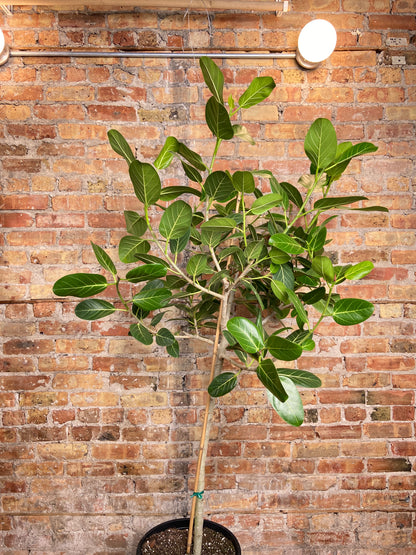 Ficus Audrey (Tree) - 14" Pot