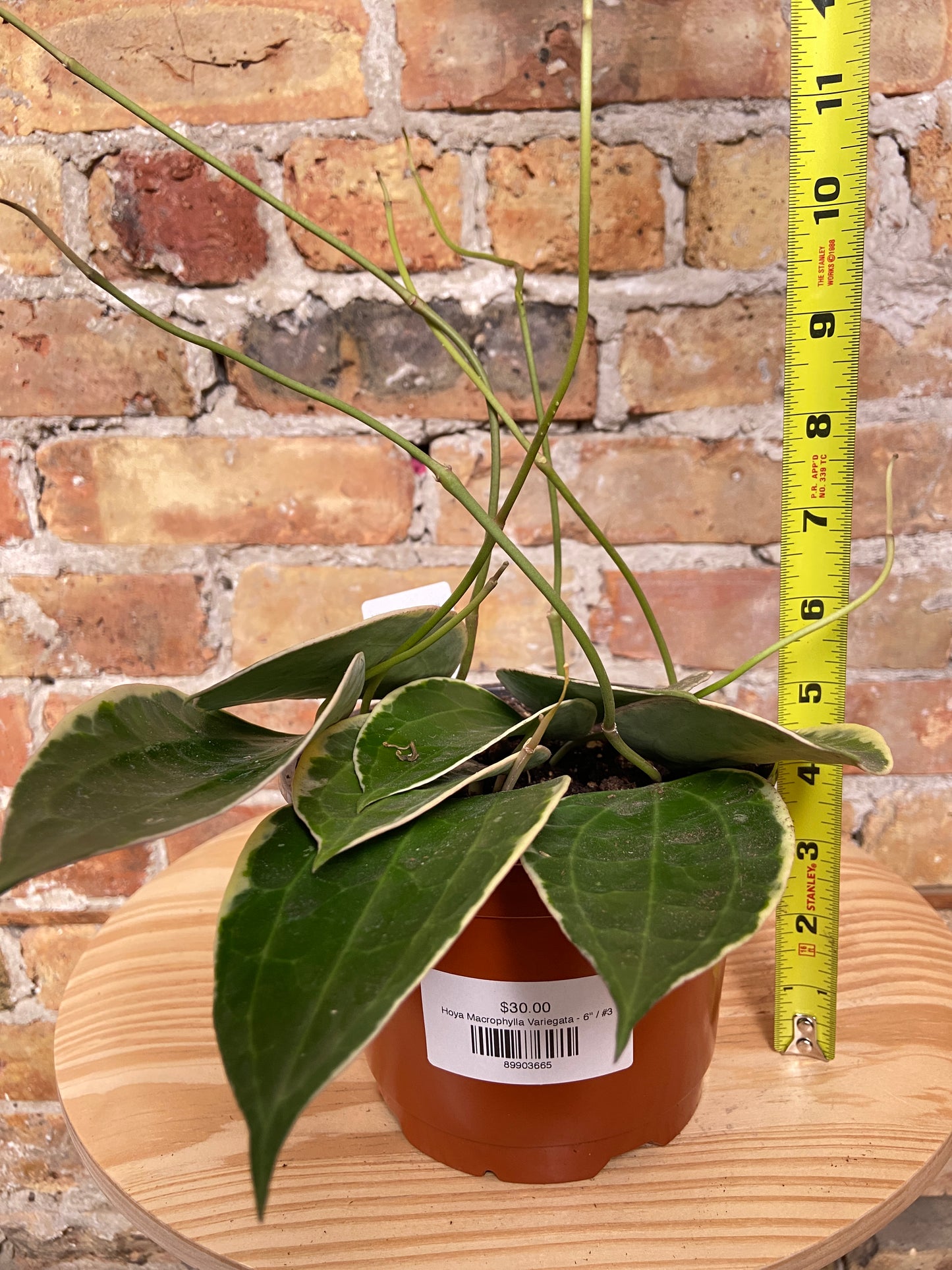 Hoya Macrophylla Variegata - 8"