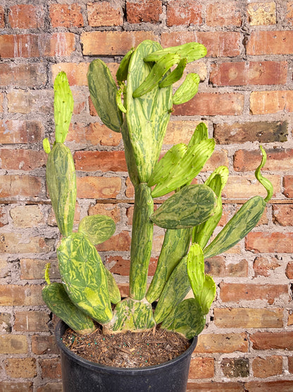 Variegated Opuntia "Prickly Pear" - 3FT Tall