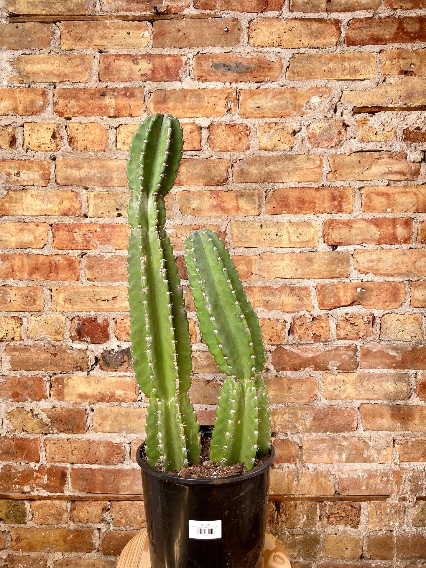 Peruvian Cactus (Double) - 3.5FT Tall