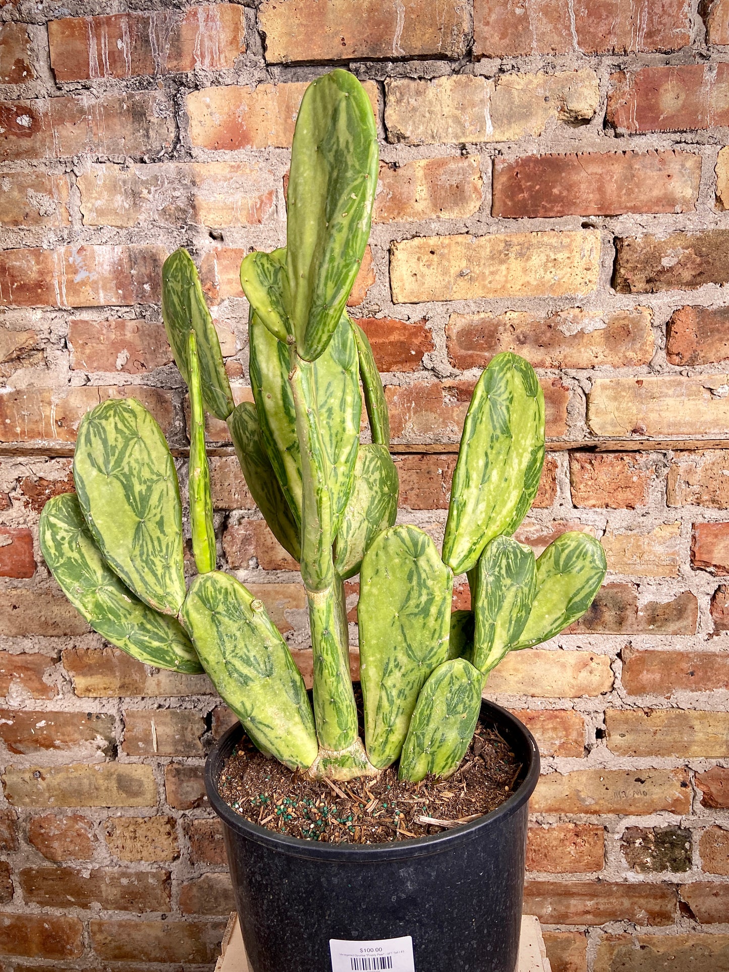Variegated Opuntia "Prickly Pear" - 3FT Tall
