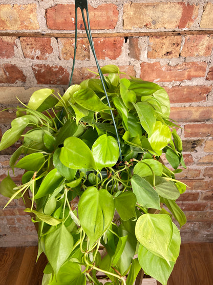 Philodendron "Lemon Lime" (Hanging Basket) - 8"