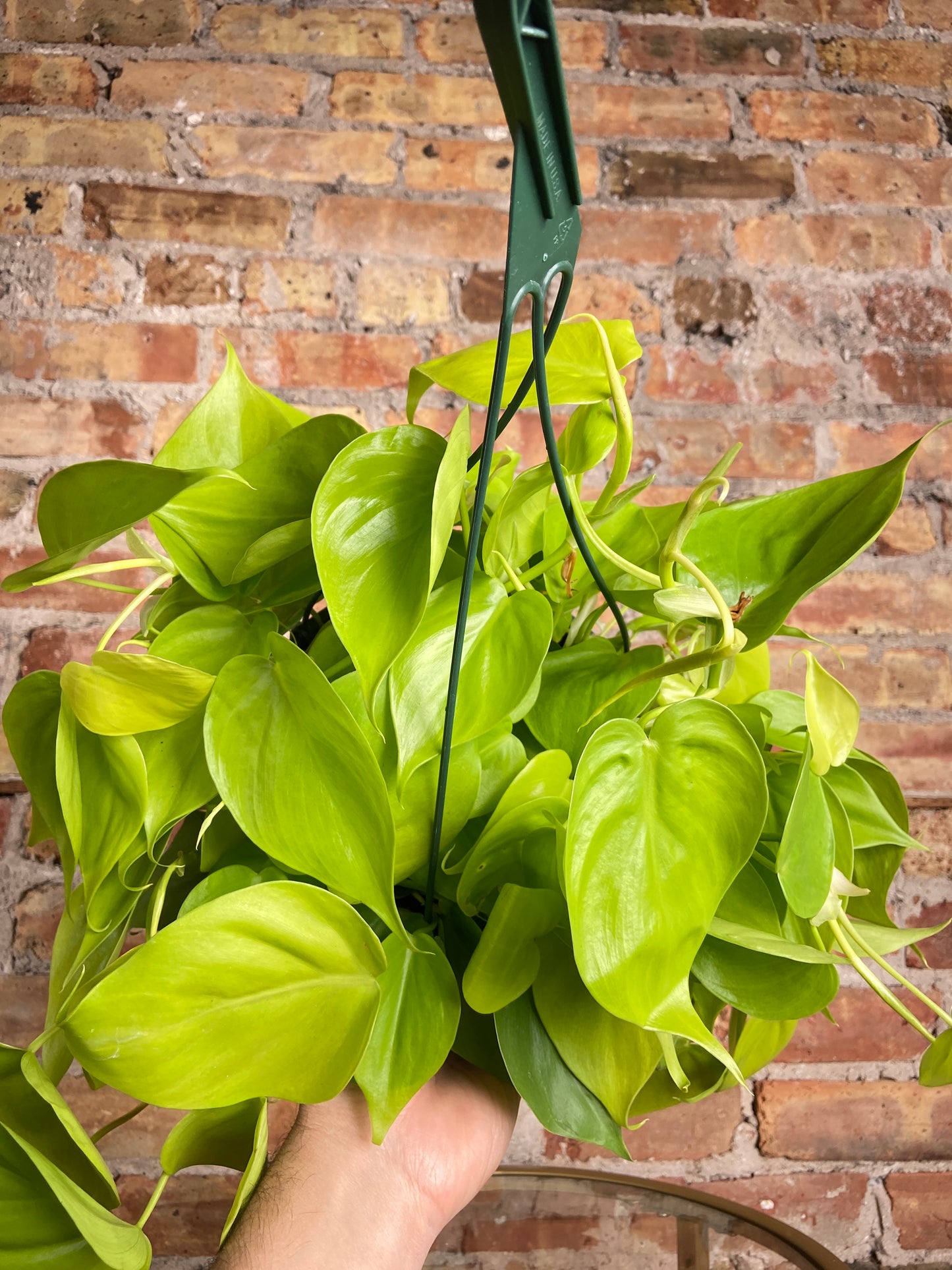 Philodendron "Lemon Lime" (Hanging Basket) - 8"