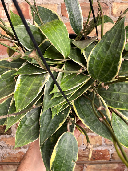 Hoya Macrophylla Variegata - 8"