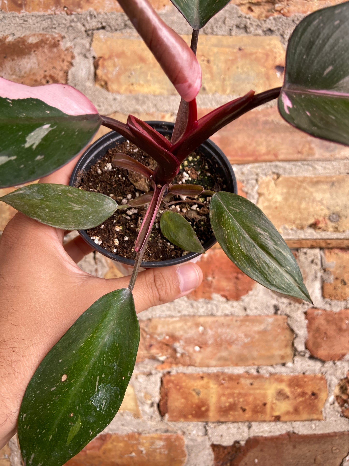 Philodendron "Pink Princess" - 4.5"