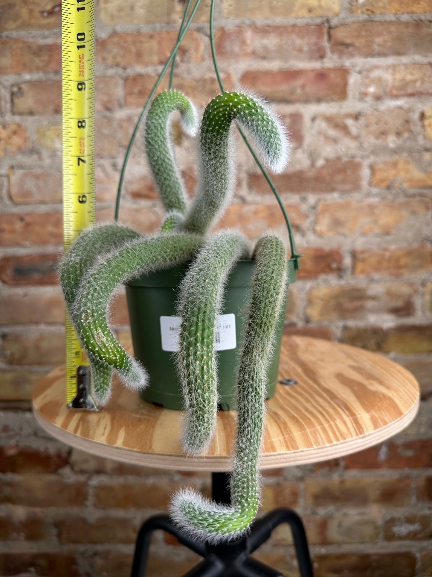Monkey Tail Cactus - 6" - The Succulent City