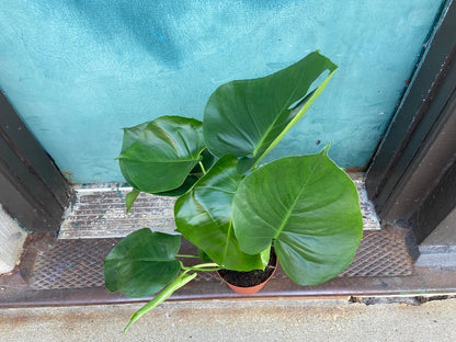 Monstera Deliciosa - 6" - The Succulent City