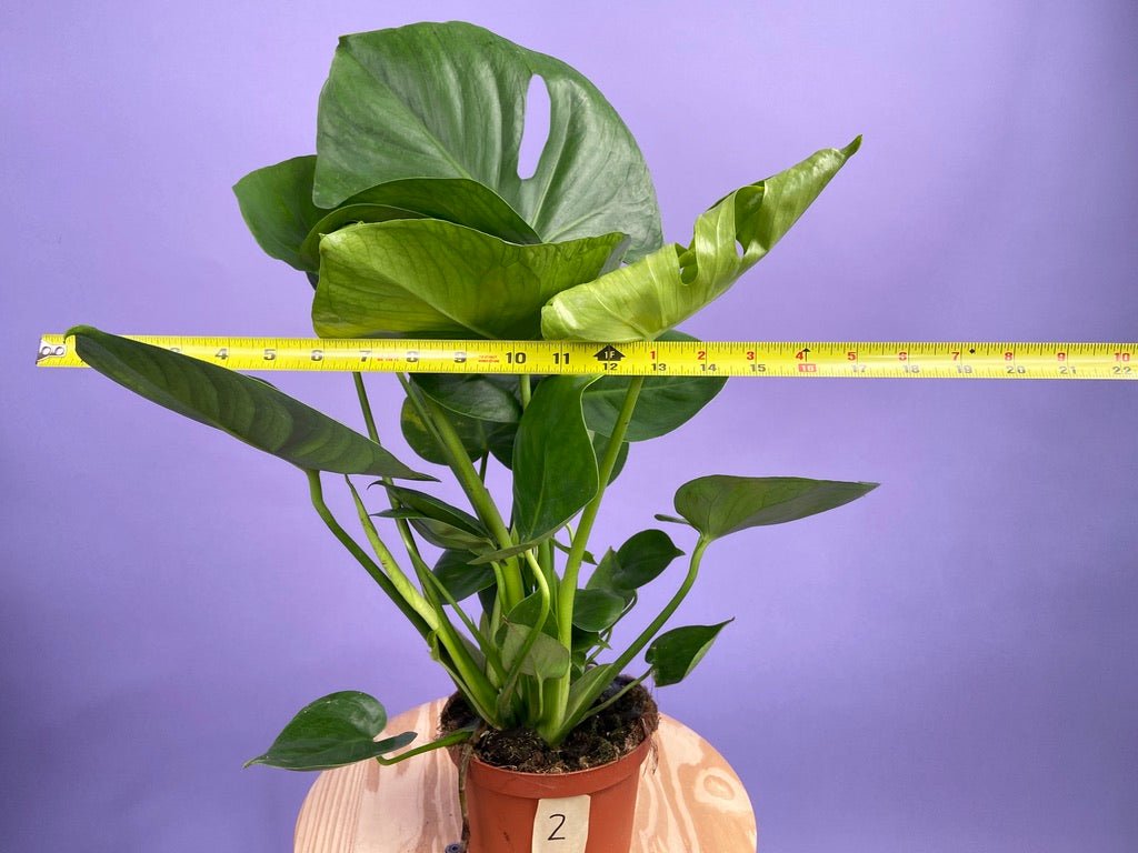 Monstera Deliciosa - 6" - The Succulent City