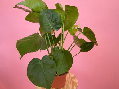 Monstera Deliciosa - 6" - The Succulent City