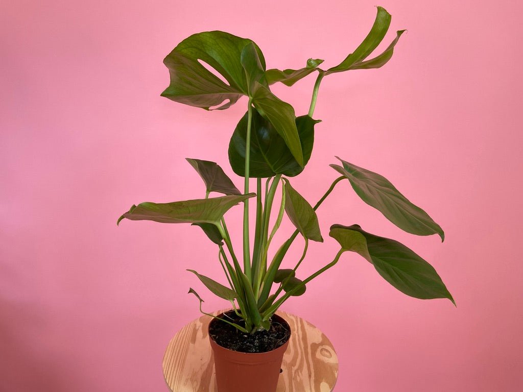 Monstera Deliciosa - 6" - The Succulent City