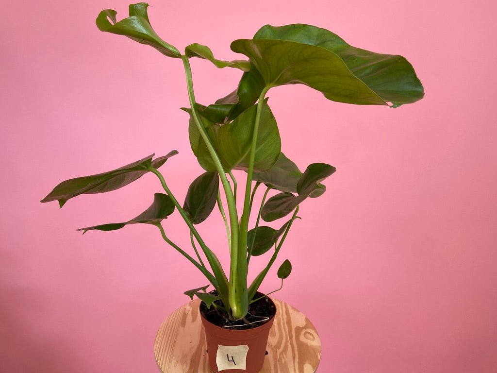 Monstera Deliciosa - 6" - The Succulent City