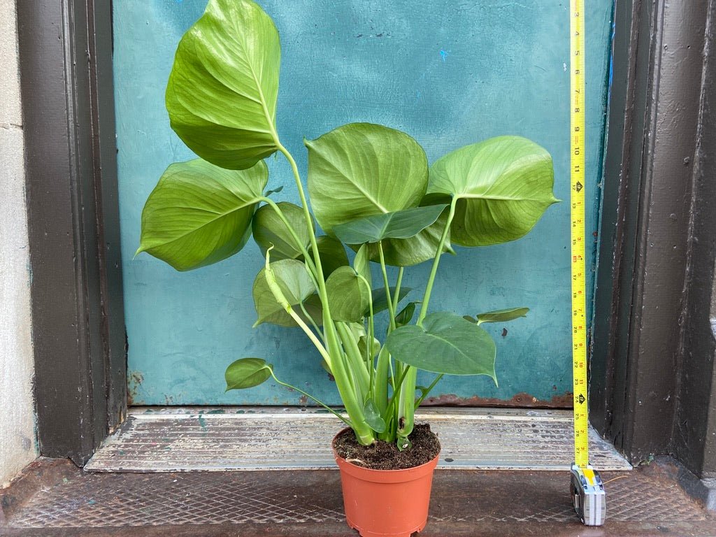 Monstera Deliciosa - 6" - The Succulent City