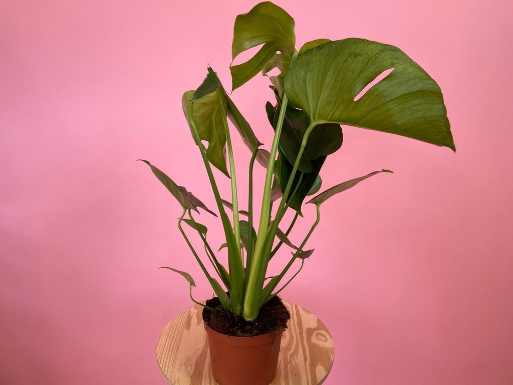 Monstera Deliciosa - 6" - The Succulent City