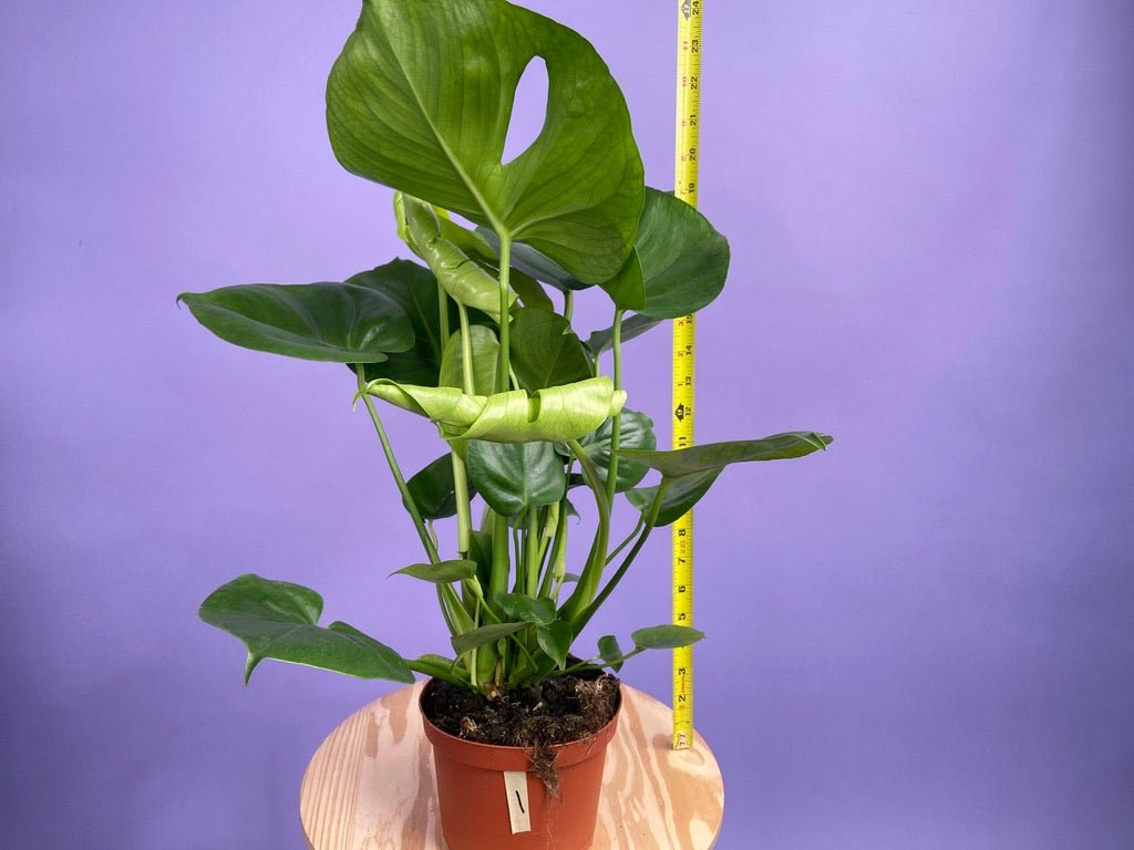 Monstera Deliciosa - 6" - The Succulent City