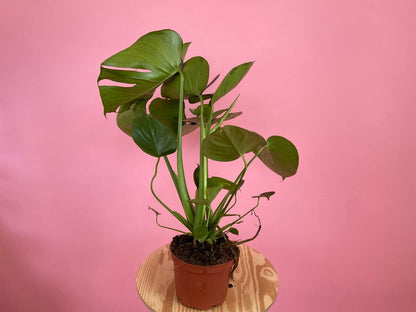 Monstera Deliciosa - 6" - The Succulent City