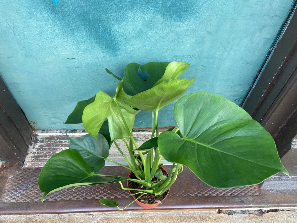 Monstera Deliciosa - 6" - The Succulent City