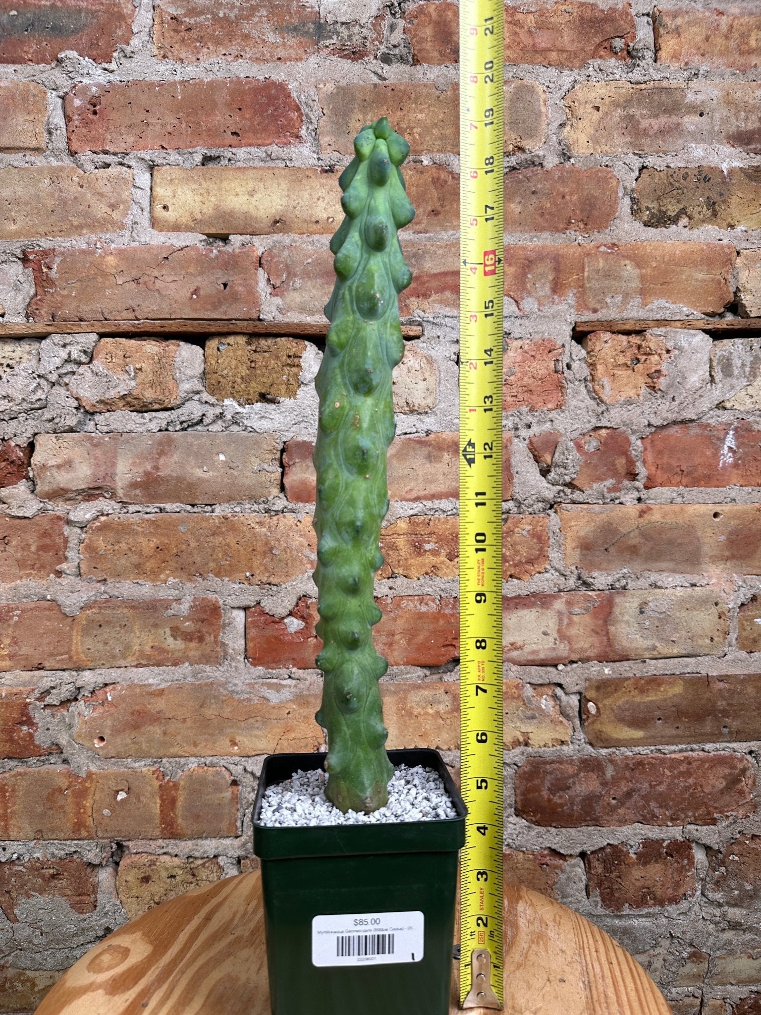 Myrtillocactus Geometrizans (B00bie Cactus) - 20" Tall - The Succulent City