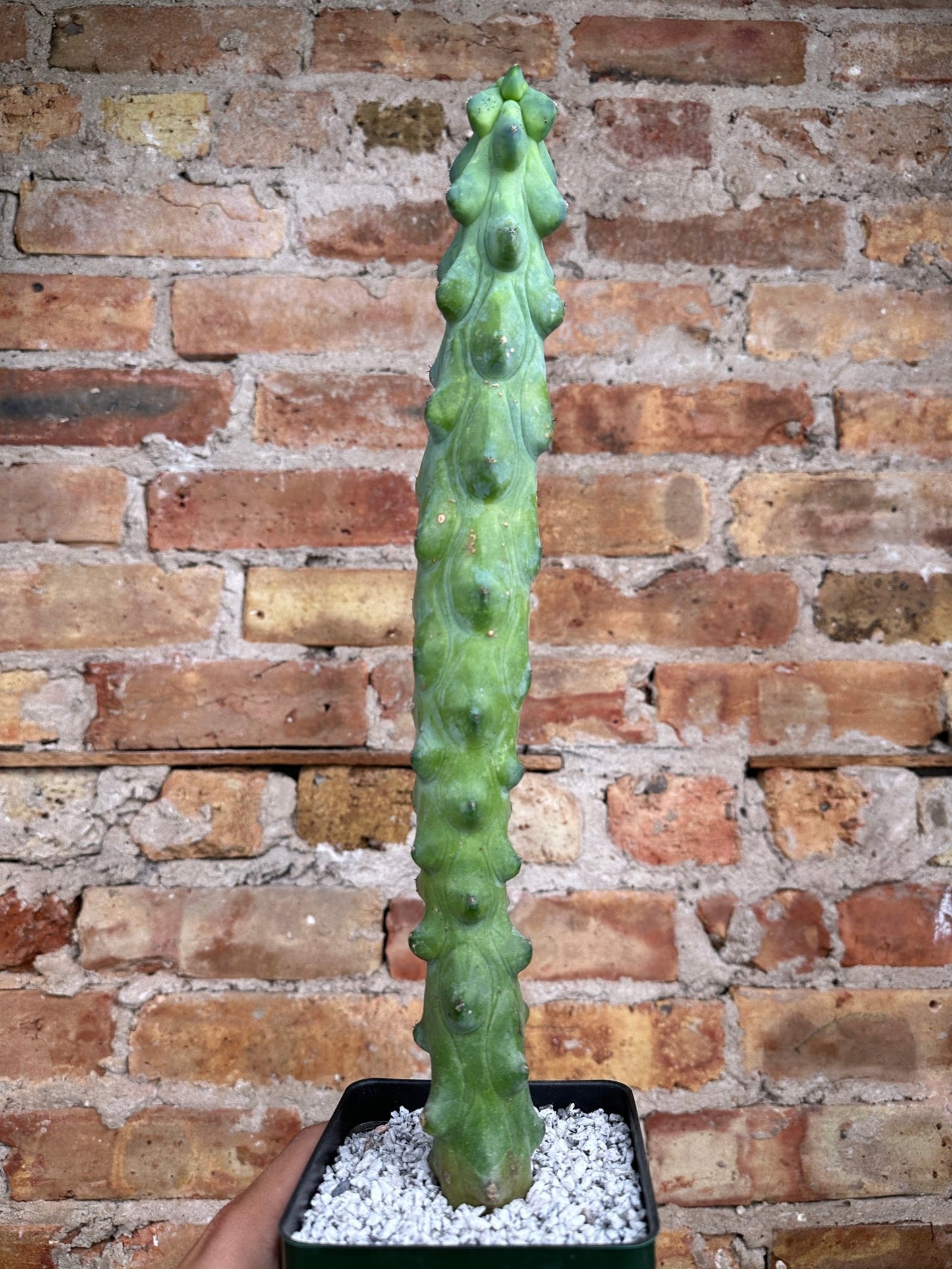 Myrtillocactus Geometrizans (B00bie Cactus) - 20" Tall - The Succulent City