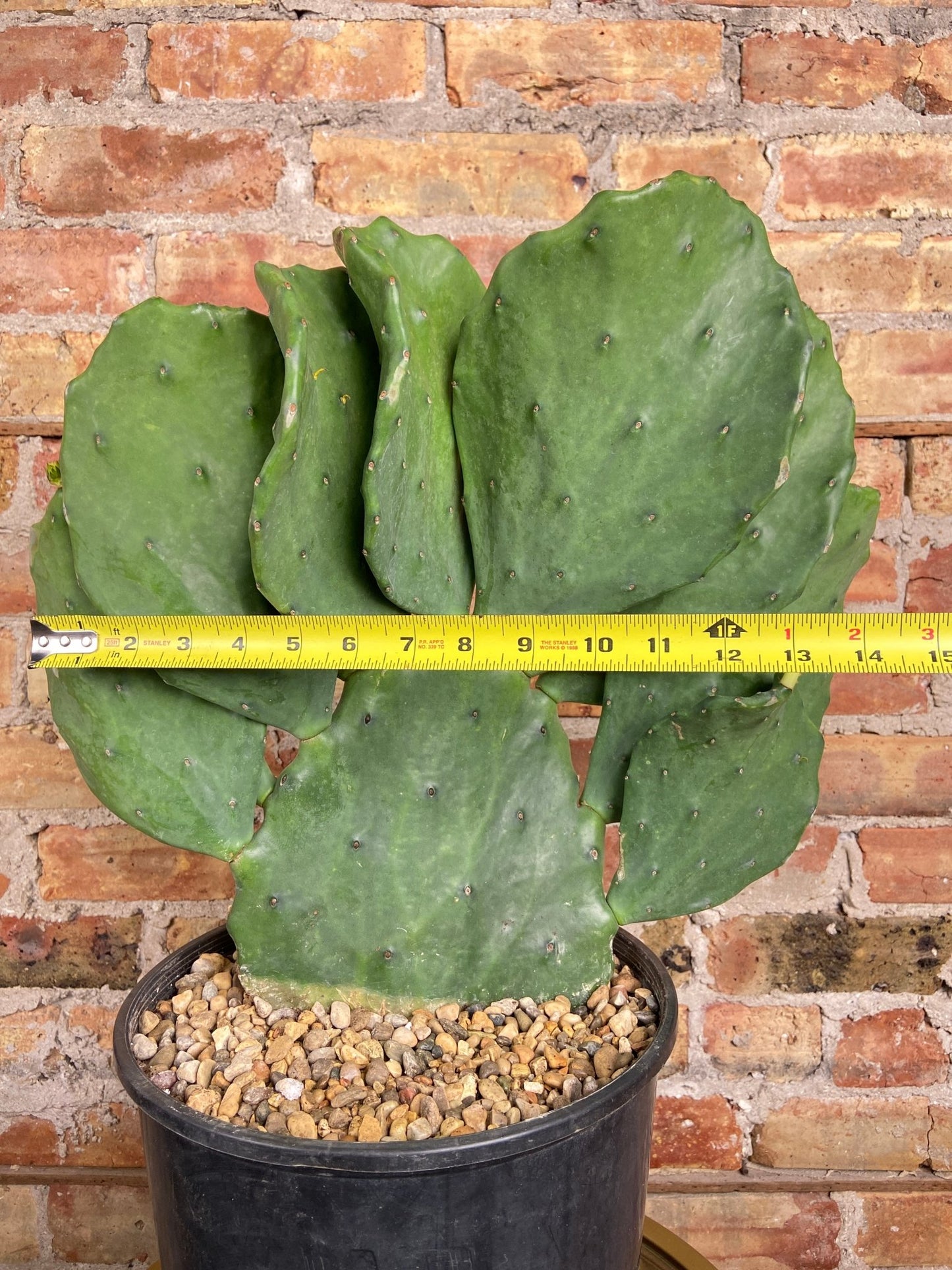 Opuntia Gomei - 3FT Tall - The Succulent City