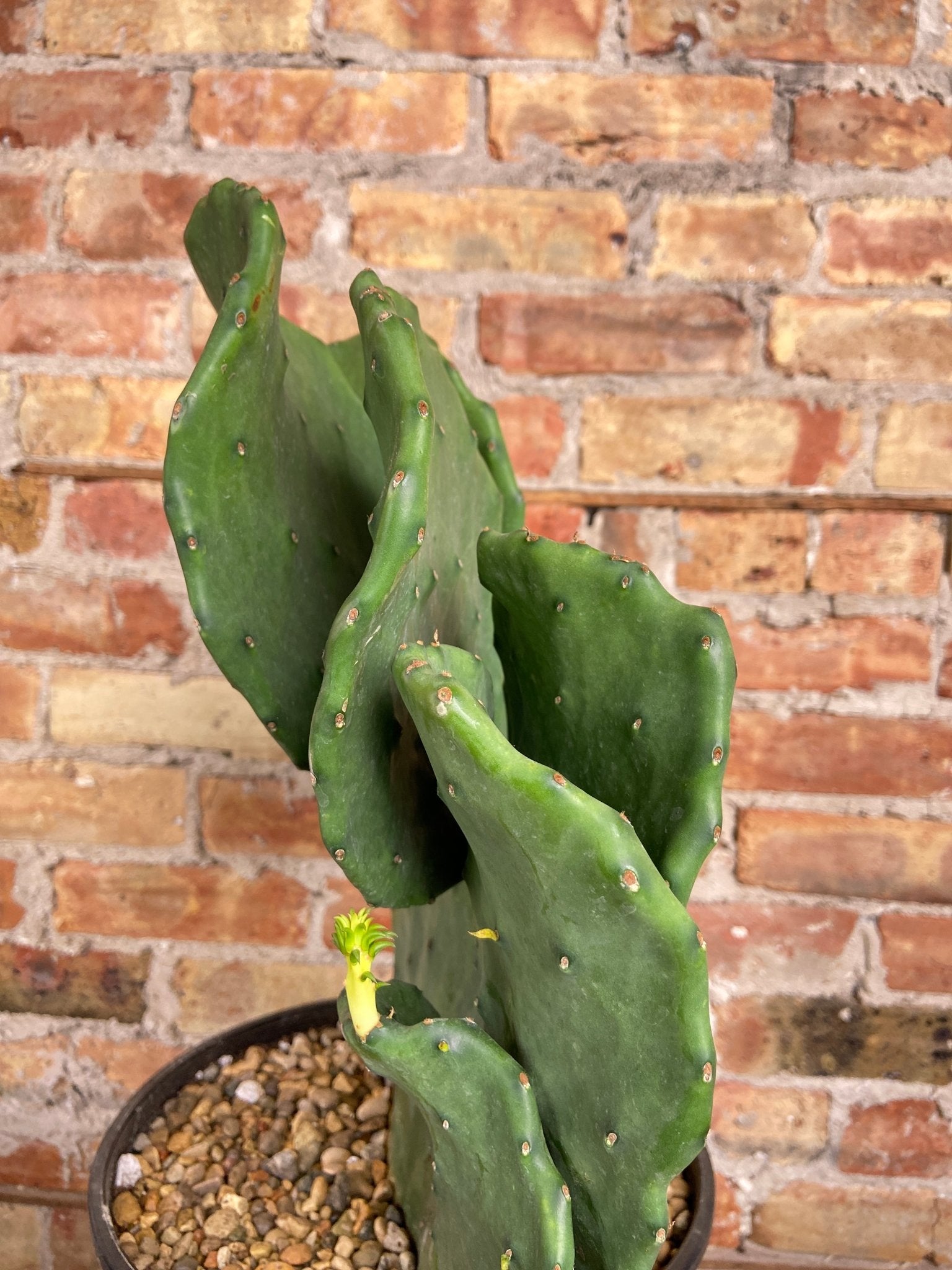 Opuntia Gomei - 3FT Tall - The Succulent City