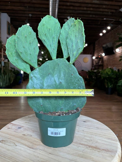 Opuntia Gomei - 6" - 1.5FT Tall - The Succulent City