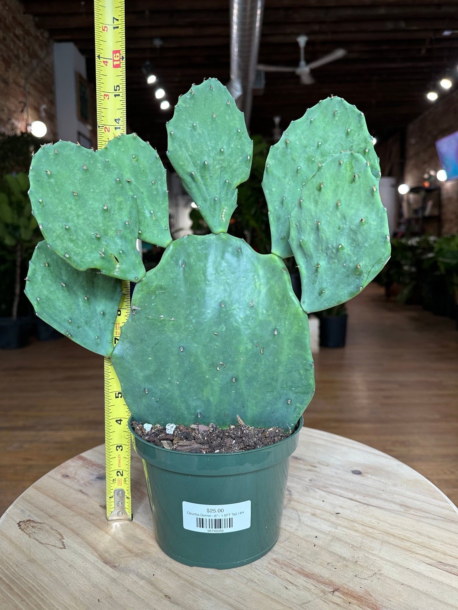 Opuntia Gomei - 6" - 1.5FT Tall - The Succulent City