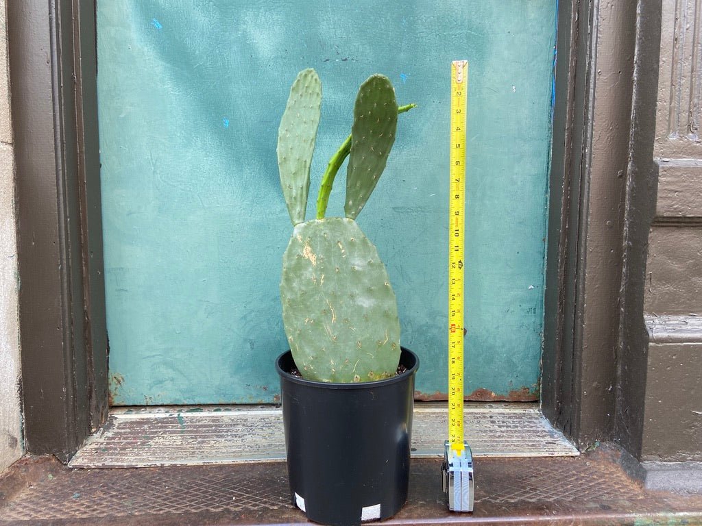 Opuntia Humifusa 30" Tall - 10" Pot - The Succulent City