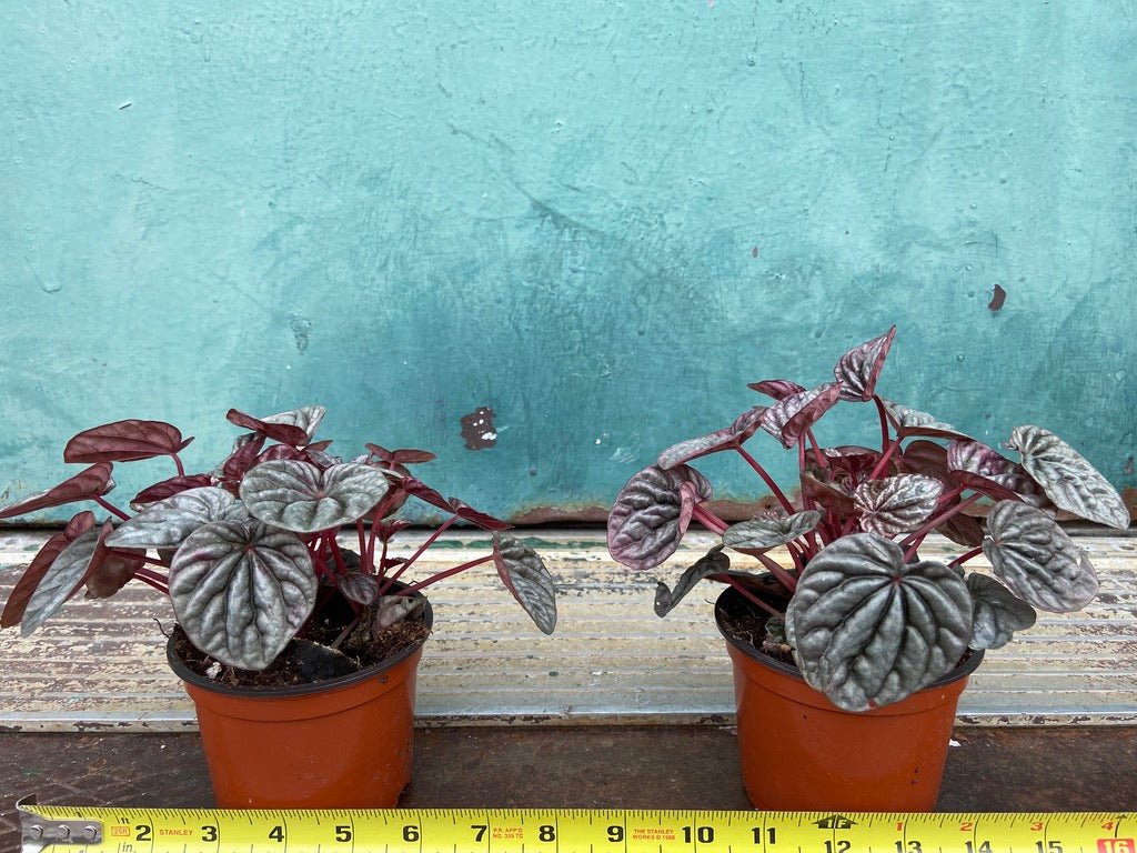 Peperomia "Emerald Ripple Red" - 4" - The Succulent City