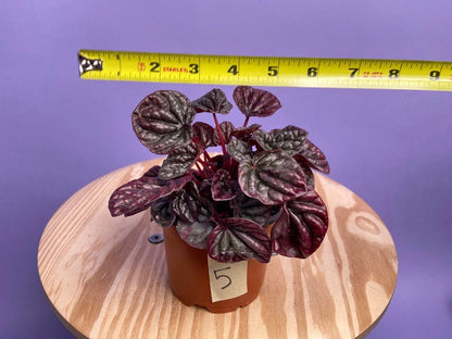 Peperomia "Emerald Ripple Red" - 4" - The Succulent City