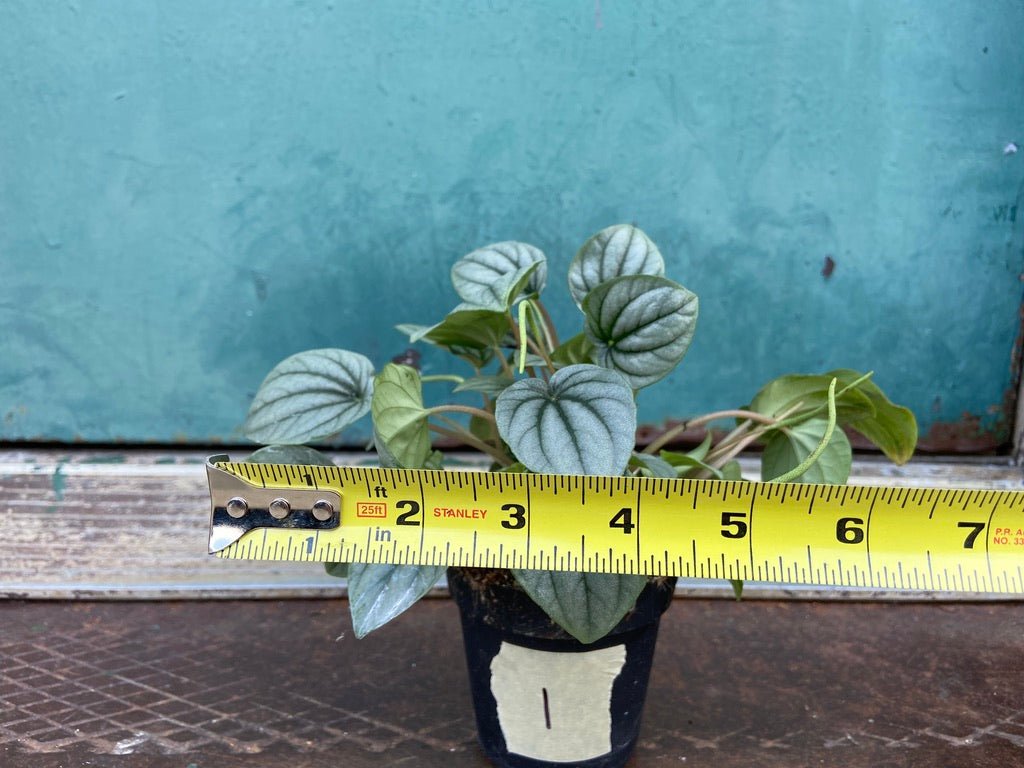 Peperomia "Frost" 4" - The Succulent City