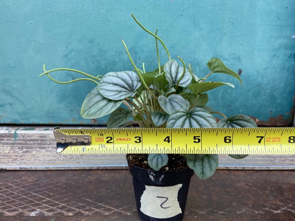 Peperomia "Frost" 4" - The Succulent City