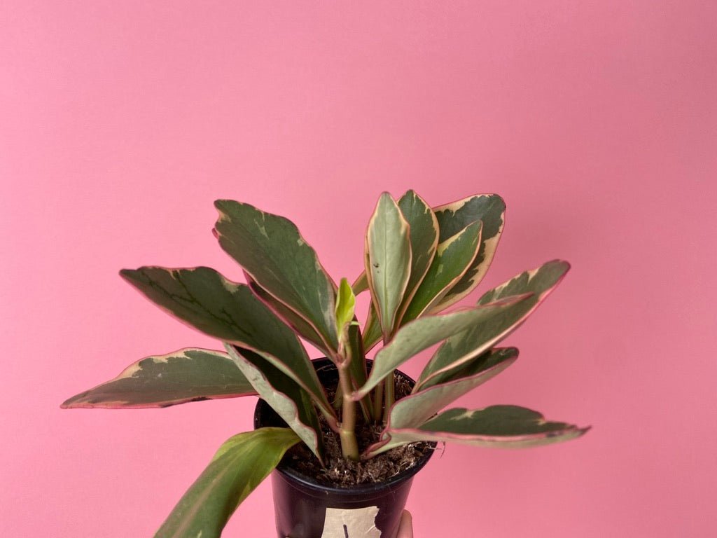 Peperomia "Ginny" - 4" - The Succulent City